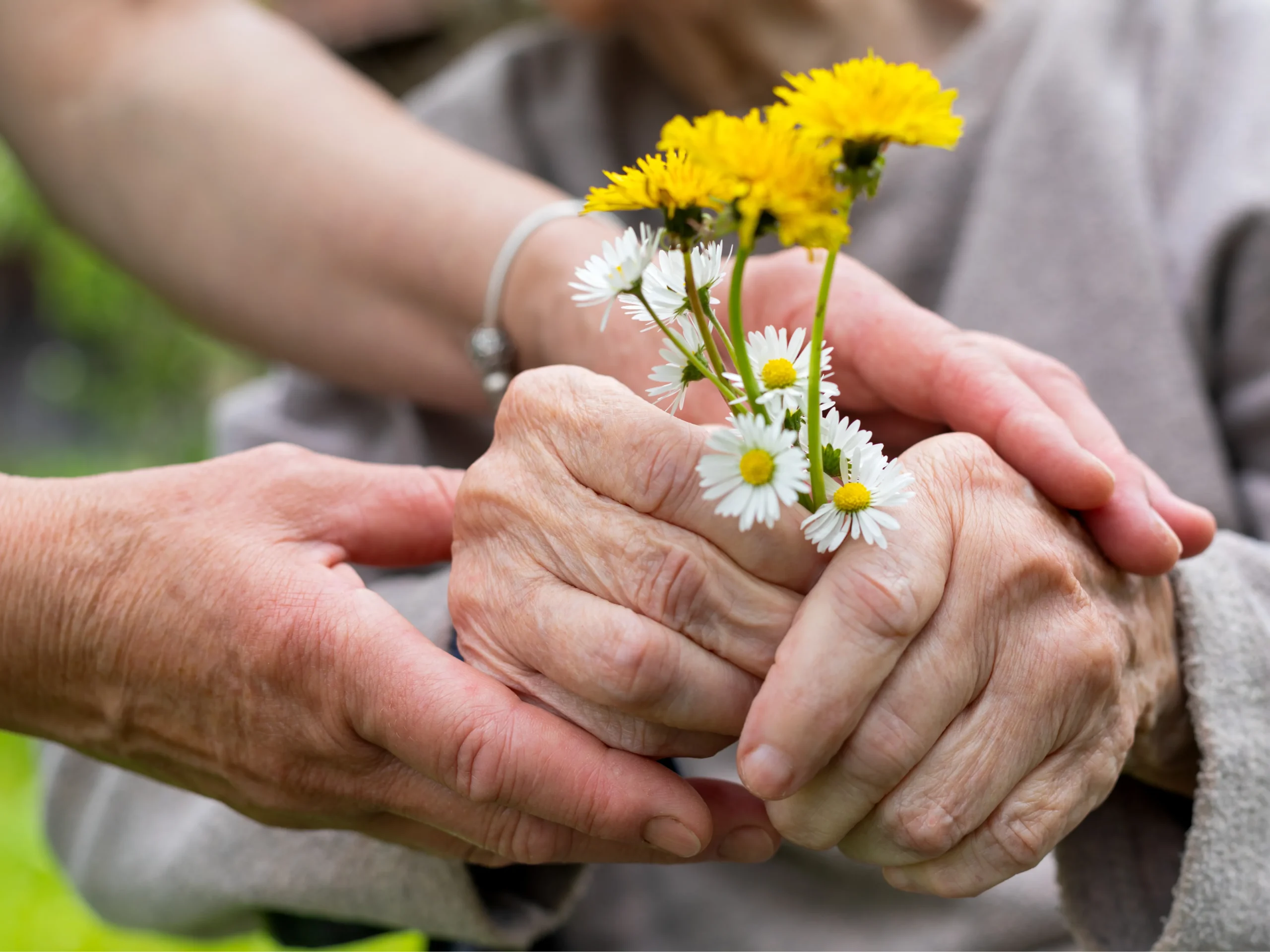 hands helping elderly hands hold a collection of wild flowers